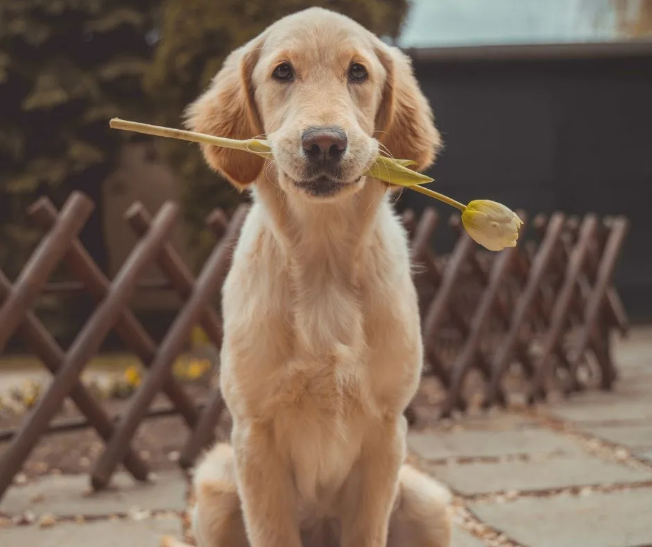 a golden retriever puppy sits on a stone path holding a single yellow tulip in its mouth, looking directly at the camera…