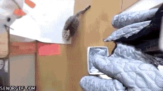 A tabby cat is shown in a sequence of six frames, leaping and stretching toward the camera with an intense, focused…