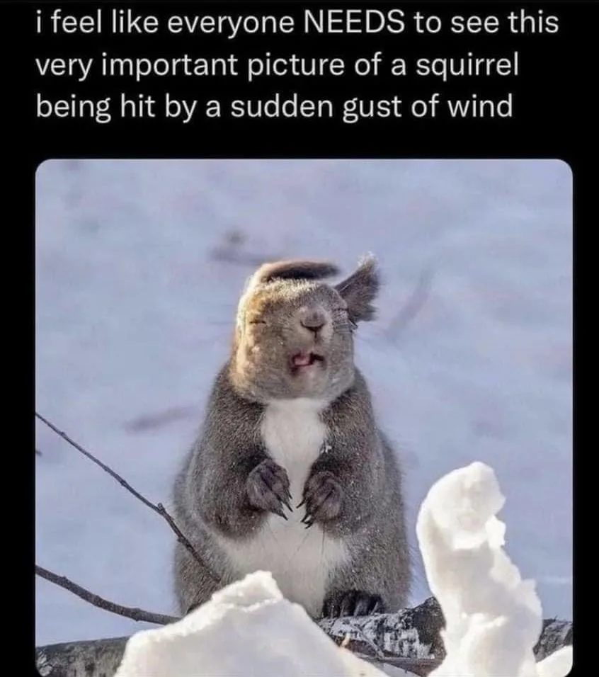 A squirrel with its eyes closed and mouth open sits on a snowy branch, appearing to be blown backward by a sudden gust of…
