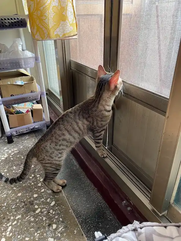 A tabby cat stands on its hind legs, pressing its front paws against a screen door, intently staring outside. The room has a…