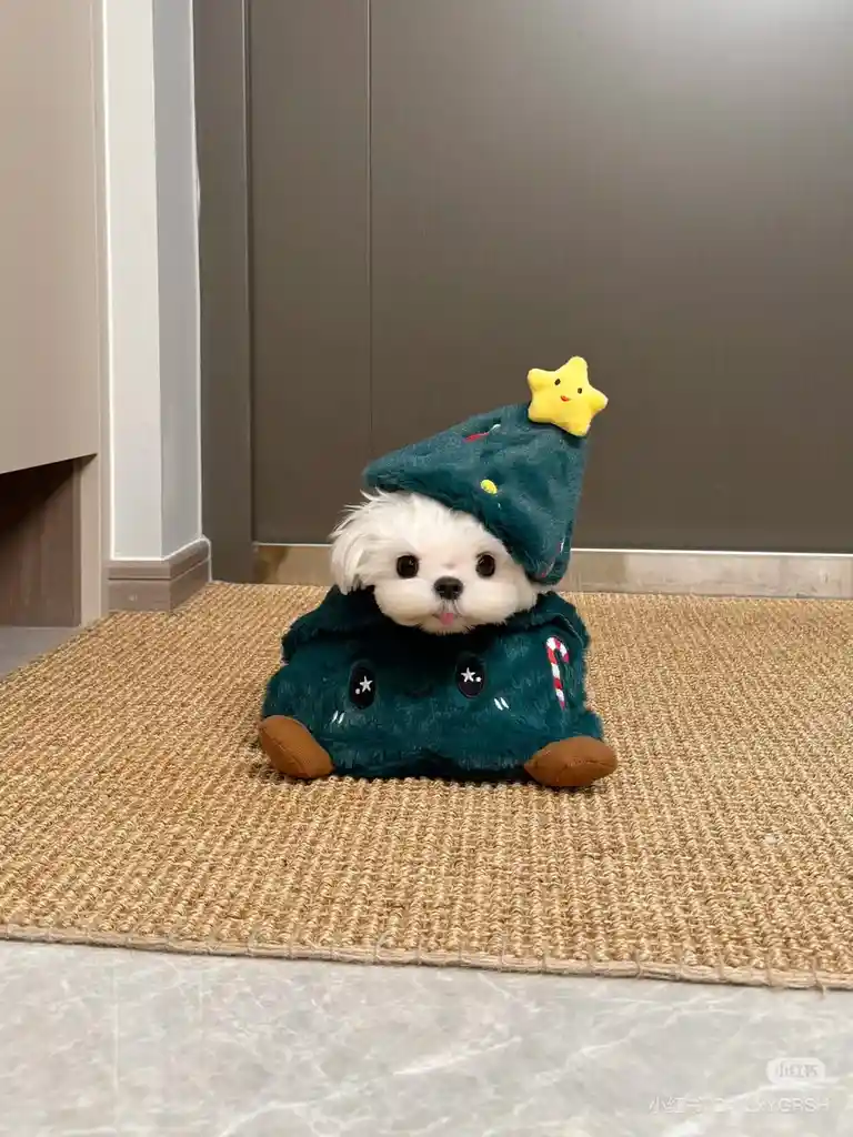 A small white dog wearing a green, plush Christmas tree costume with a yellow star on top sits on a woven mat. The dog has…