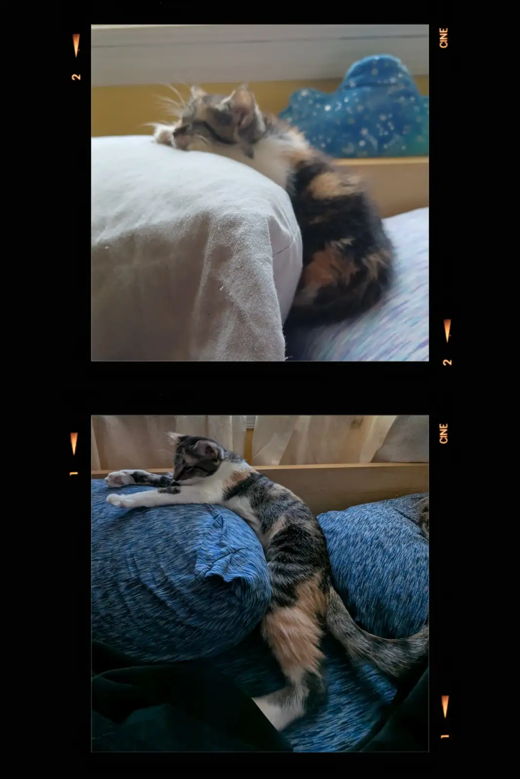 Two photos show a calico cat lounging on a bed in different positions, both appearing very relaxed and sleepy. The top photo…