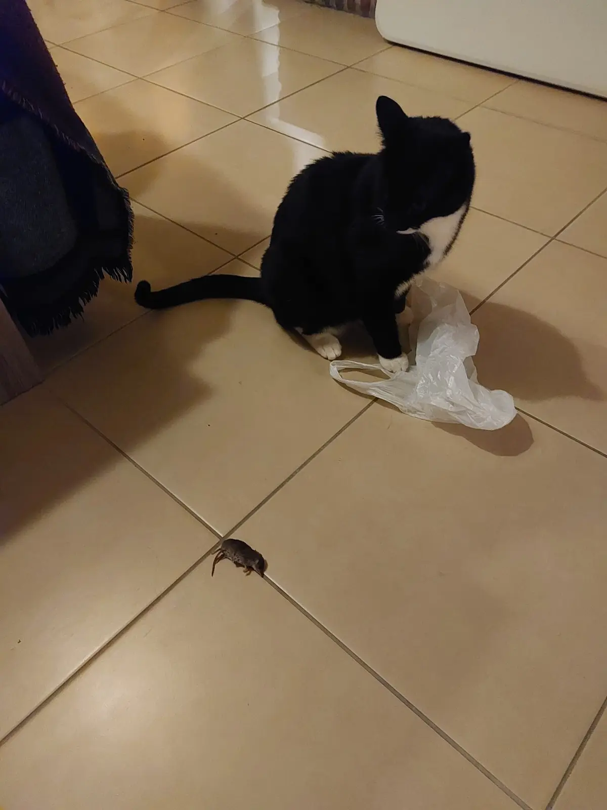 A black and white cat sits on a tiled floor next to a plastic bag, looking down at a small dead mouse lying on the tiles…
