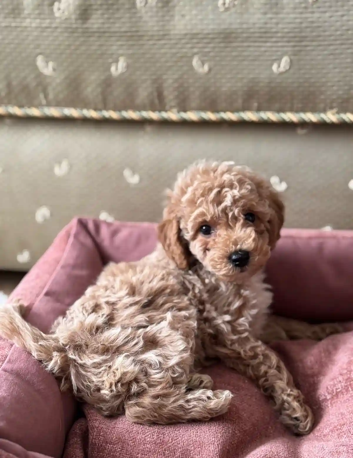 A small, fluffy, light brown poodle puppy with curly fur is sitting upright in a pink fabric dog bed. The puppy has large…