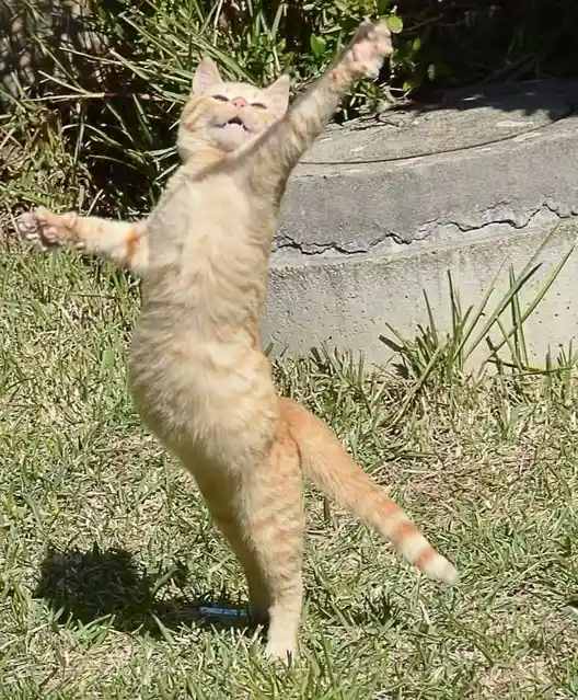 An orange tabby cat stands on its hind legs in a grassy area, arms raised and mouth open as if stretching or yawning, with a…