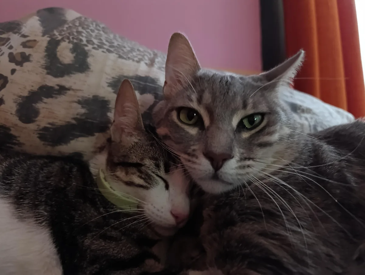 Two gray tabby cats are cuddling on a patterned pillow against a pink wall and orange curtain. One cat is asleep with its…