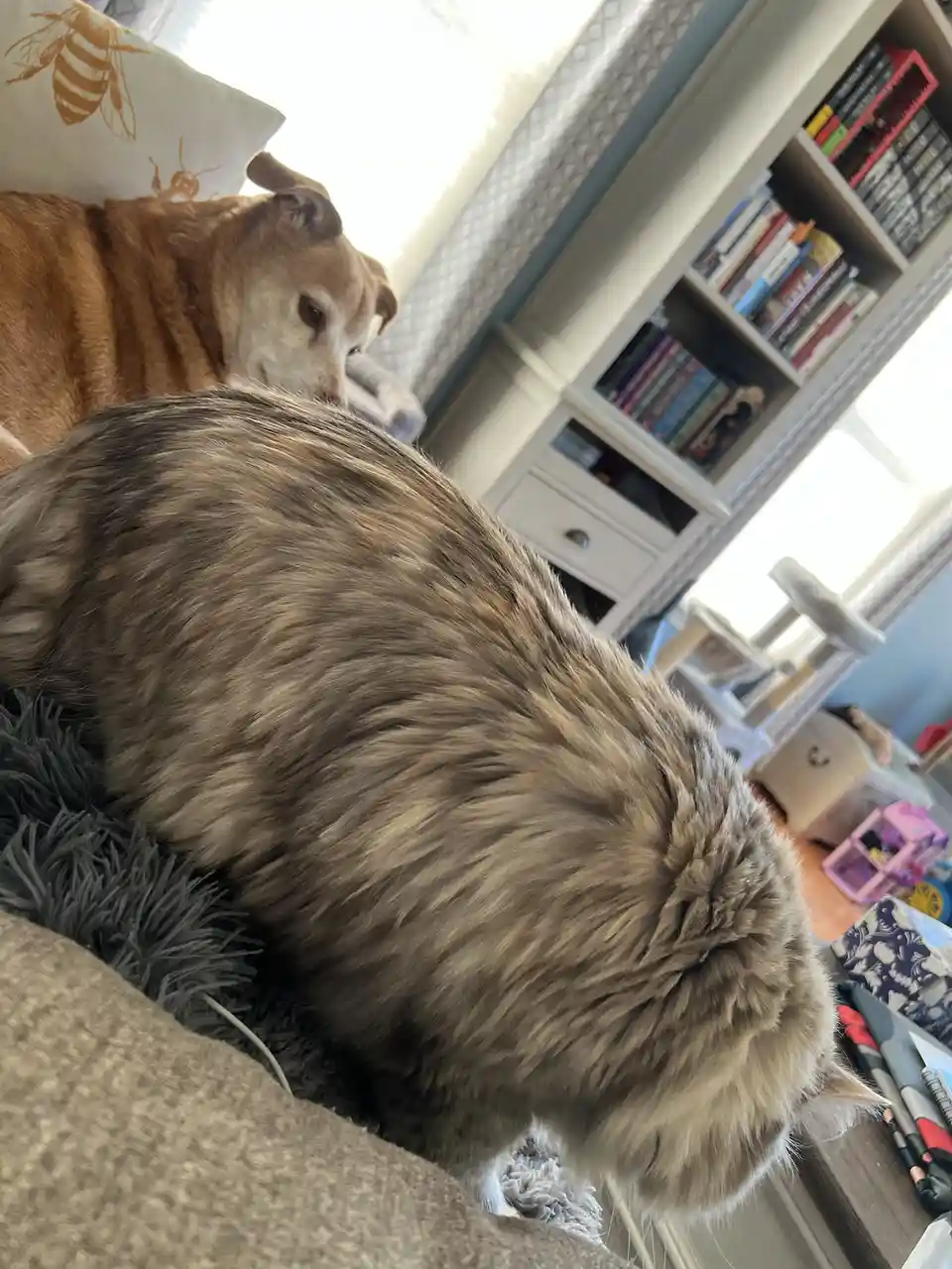 A fluffy, long-haired cat is seen from behind, sitting on a gray rug and looking down, while a brown and white dog sits…