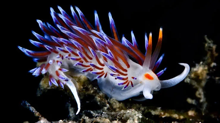 A vibrant, colorful sea slug with white, purple, and orange appendages crawls on a dark, textured underwater surface…
