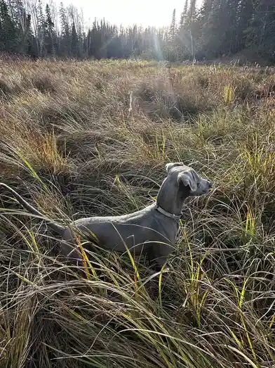 Fully Embracing His Element