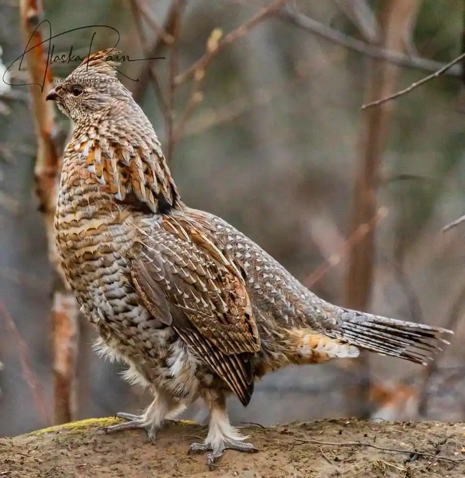 A close-up photograph of a plump, brown and white speckled bird, likely a ruffed grouse, standing on a mossy log in a forest…