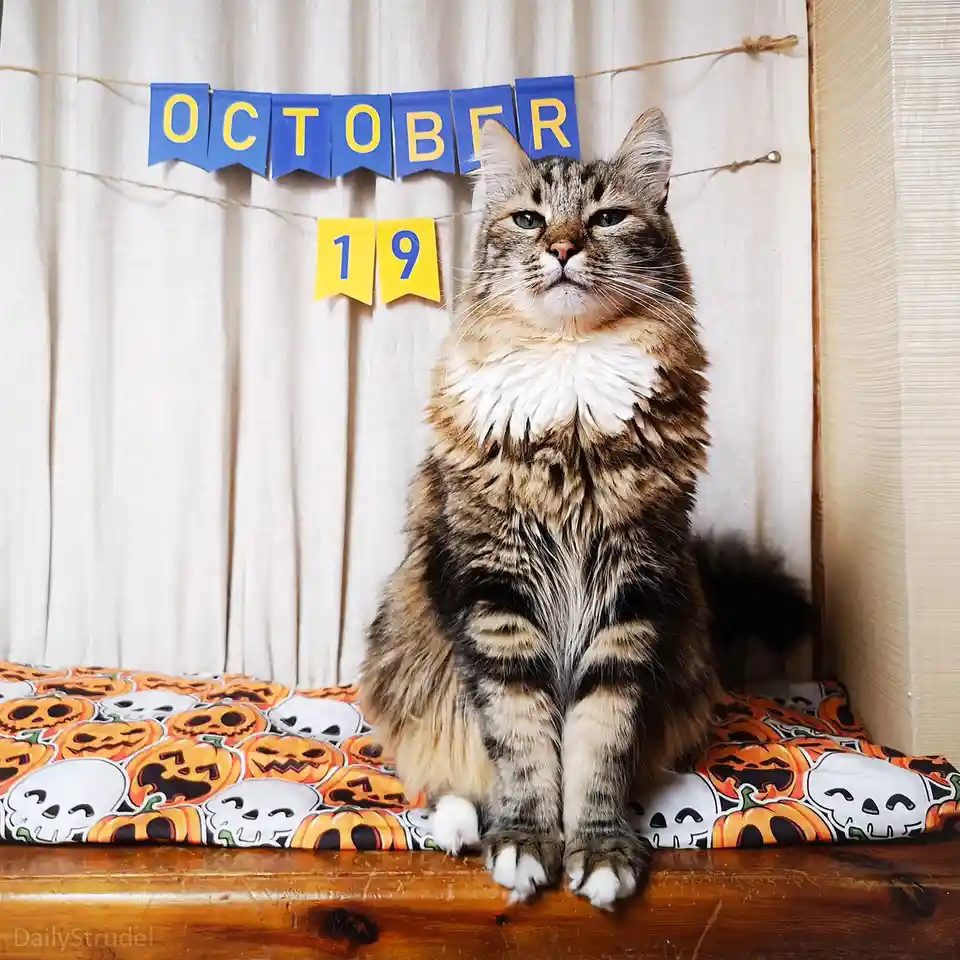 A fluffy tabby cat with a white chest sits regally on a Halloween-themed cushion featuring pumpkins and skulls. Behind the…