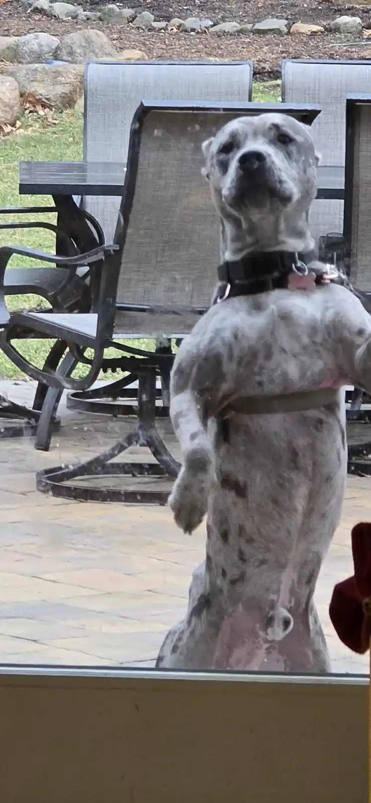 A grey spotted dog stands on its hind legs on a stone patio, looking up with a confused or unimpressed expression. Behind it…