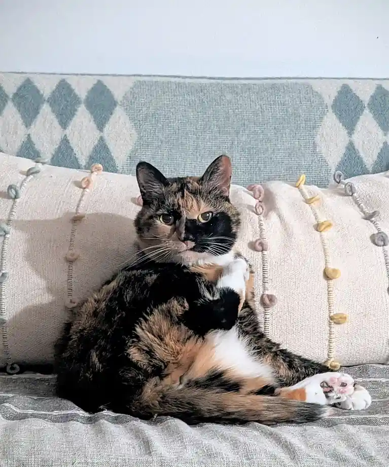 A calico cat with a distinct black patch over its left eye and nose sits on a couch with patterned pillows, looking directly…