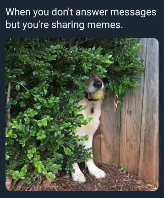 A light-colored dog is partially hidden behind a dense green bush next to a wooden fence, peeking out with its mouth open…