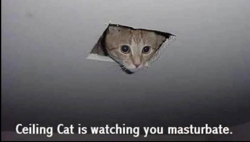 A tabby cat peeks through a torn hole in a plain ceiling, looking directly at the viewer with wide, innocent eyes. White…