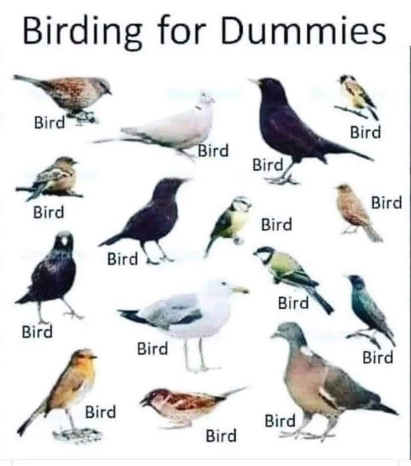 The image displays a grid of various bird species, each labeled simply as 'Bird' underneath. The title at the top reads…