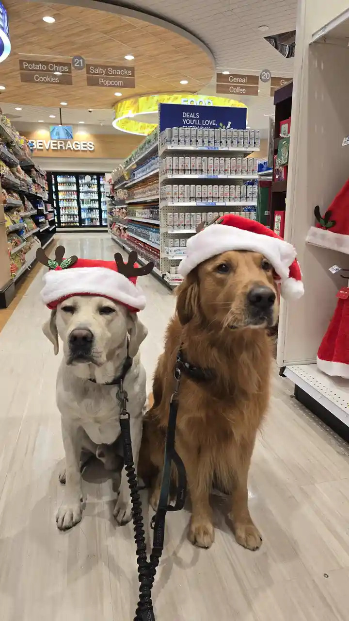 Two dogs, a yellow Labrador and a golden retriever, sit patiently on leashes in a brightly lit grocery store aisle. Both are…