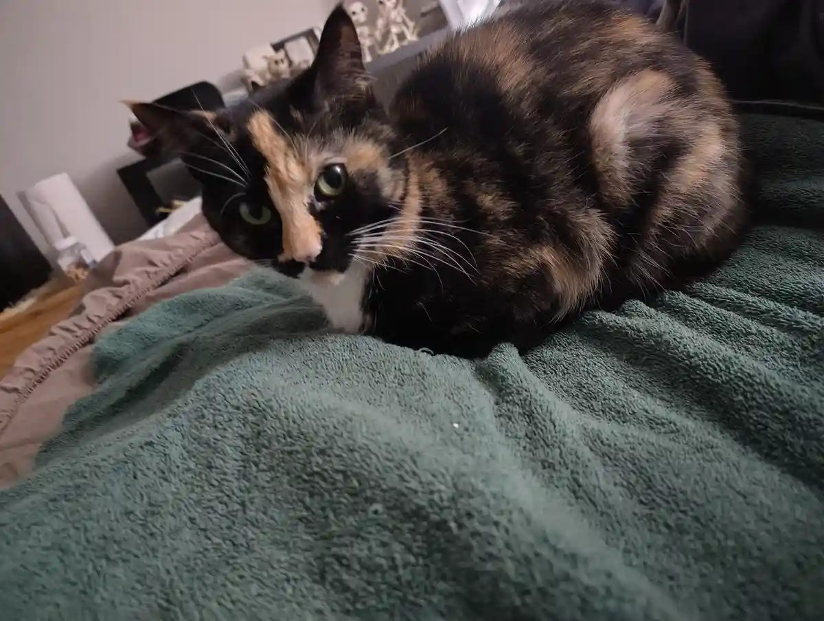 A calico cat with black, orange, and white fur lies curled on a green towel, looking directly at the camera with a slightly…