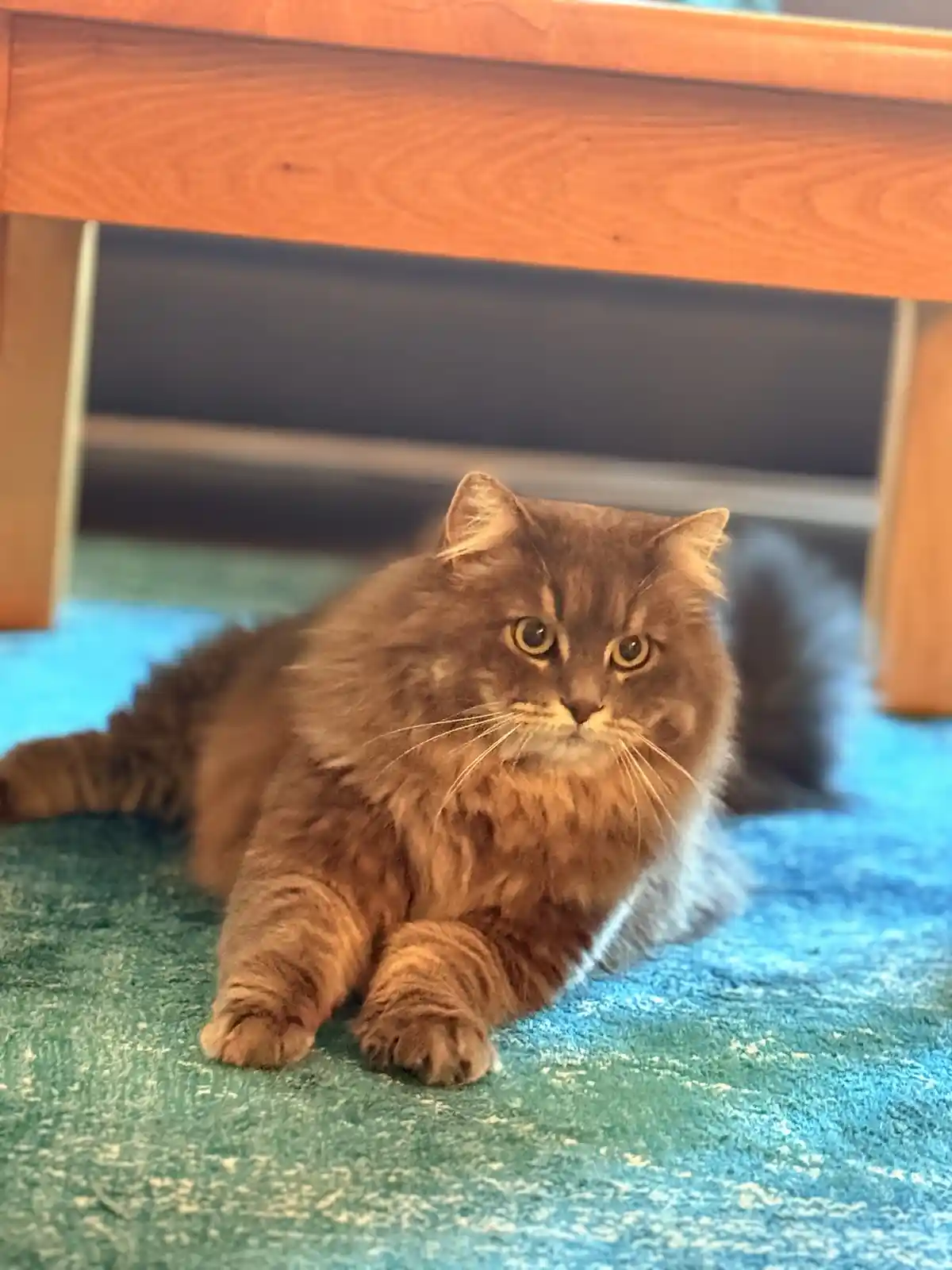 A fluffy, long-haired brown cat with wide, unimpressed eyes lies sprawled on a blue-green carpet beneath a wooden table…