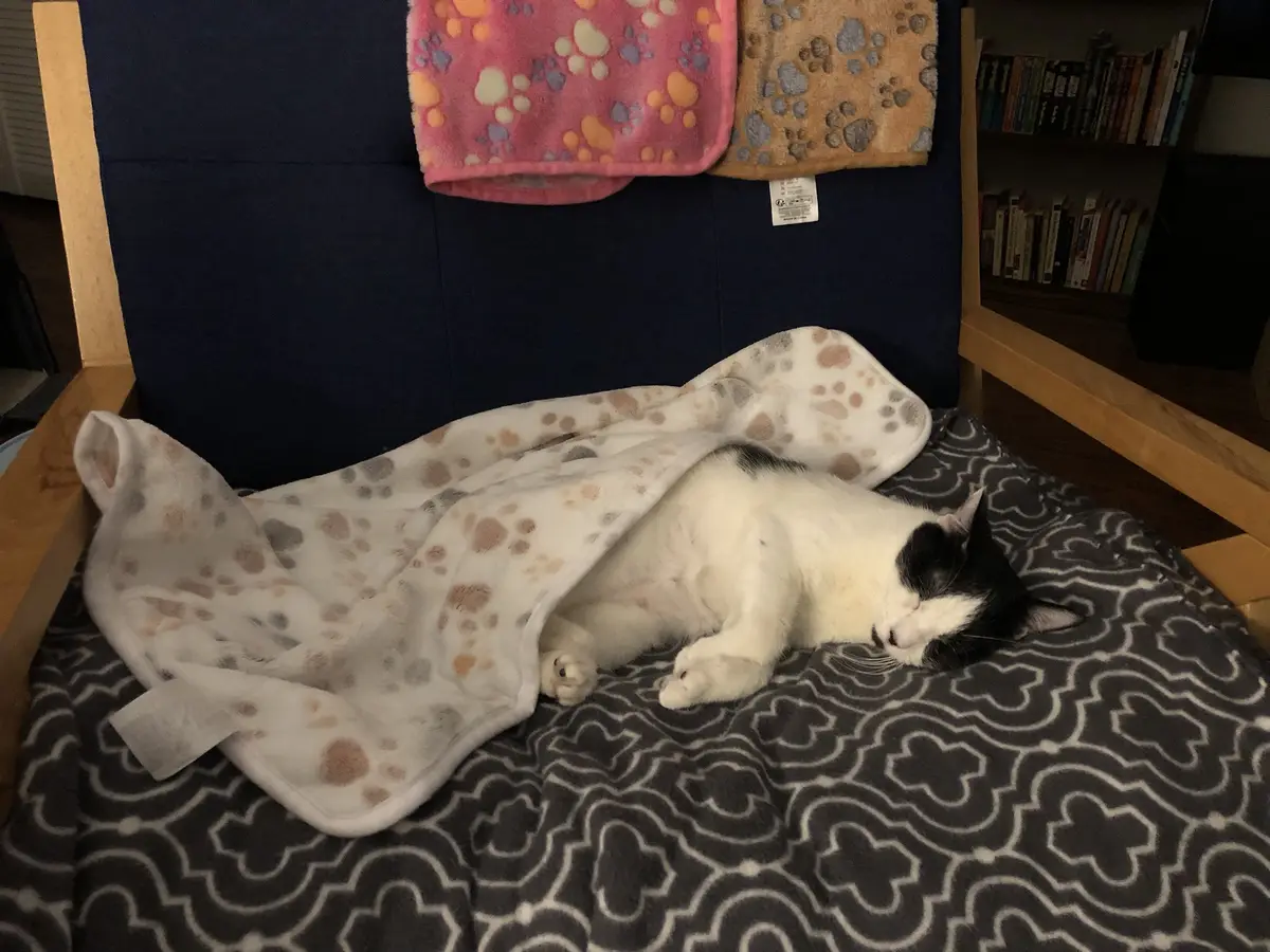 A black-and-white cat is sleeping soundly on a patterned gray blanket, partially covered by a white blanket with paw print…