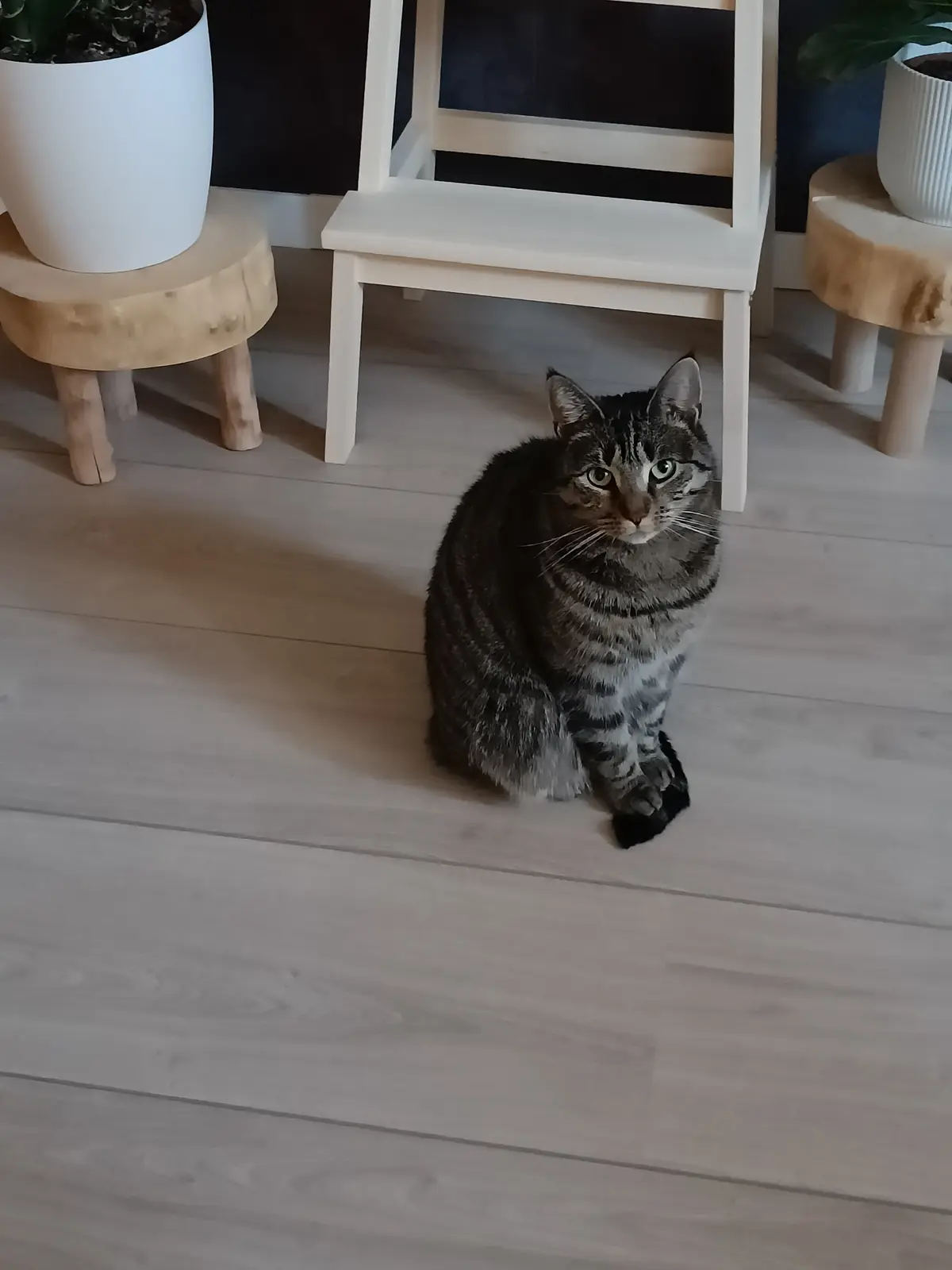 A tabby cat with green eyes sits on a light wood floor under a white chair, looking directly at the camera with a calm…
