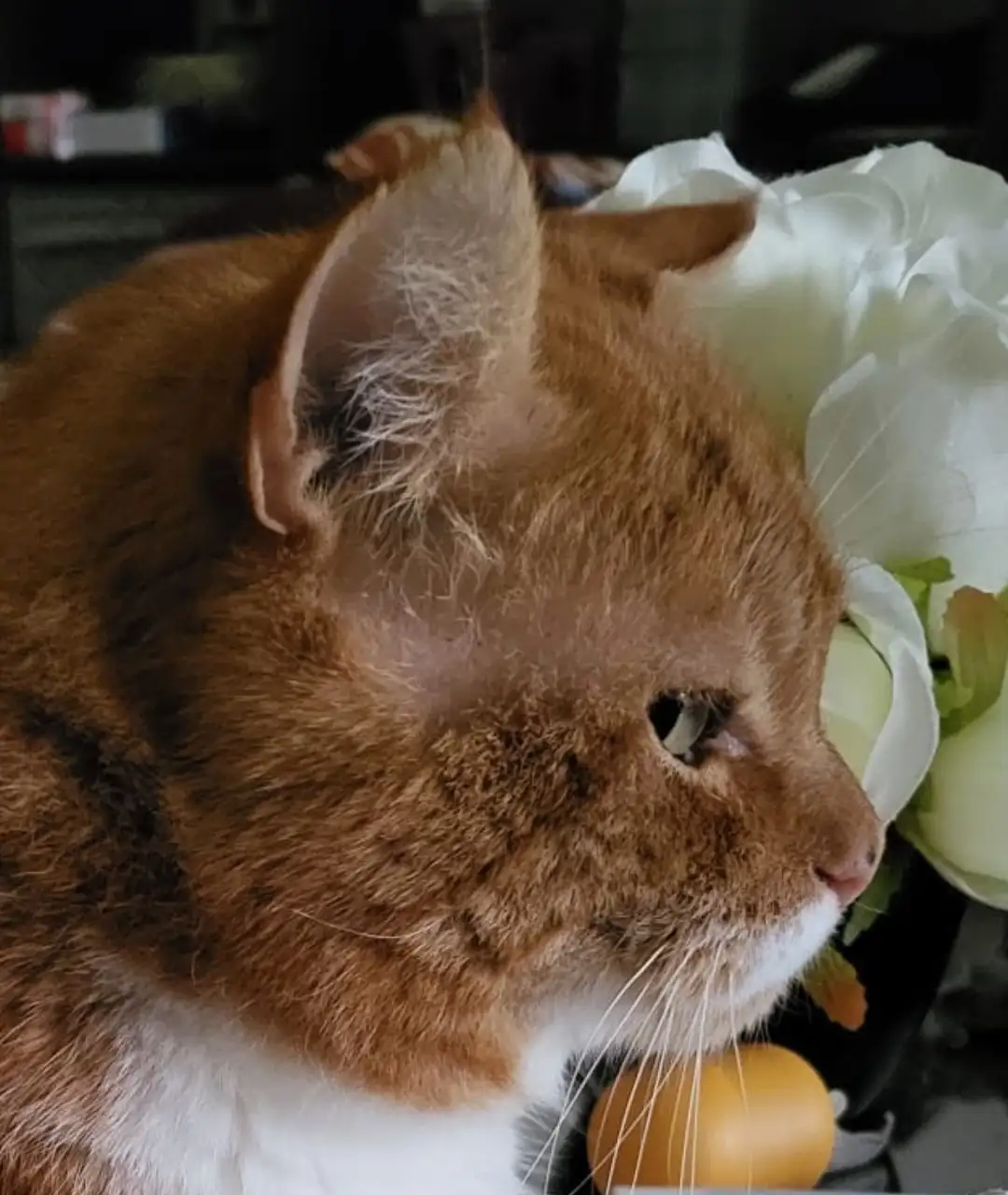 A close-up photo of an orange tabby cat with white markings, looking sideways with a slightly bored or unimpressed…