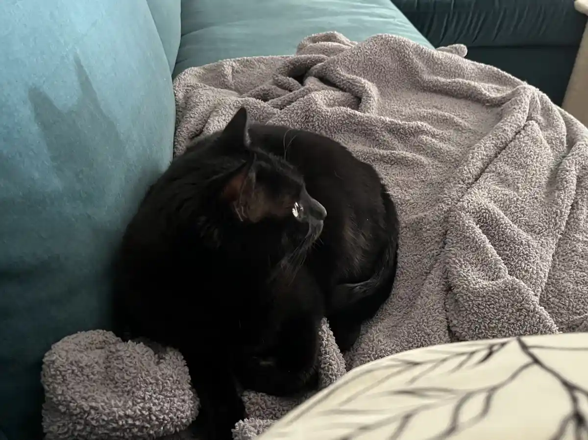 A black cat is curled up sleeping on a grey fluffy blanket draped over a teal couch. The cat's eye is visible and appears to…