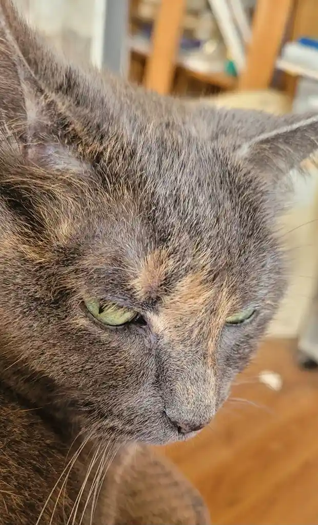 A close-up photo of a gray and brown tortoiseshell cat with green eyes, looking downward with a tired or unimpressed…