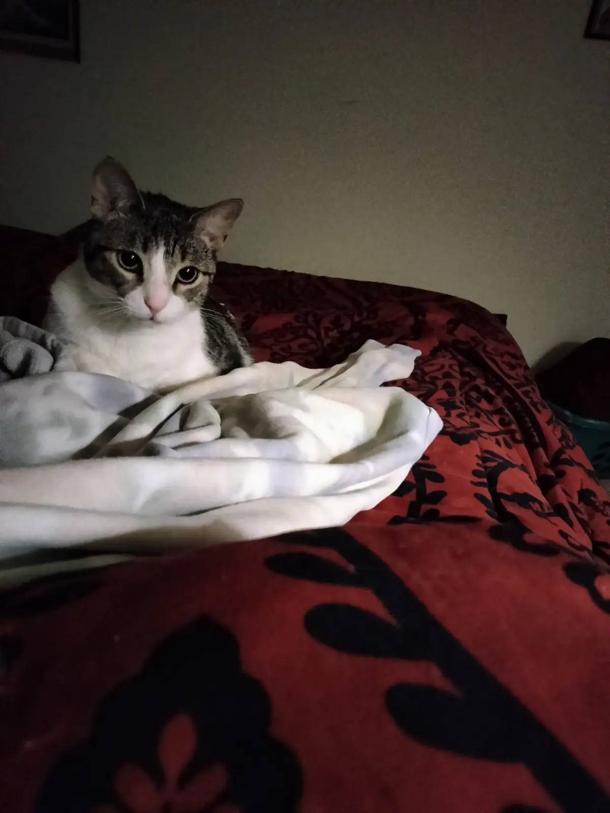 Introducing Sir Pounce de Leon, the Feline Adventurer