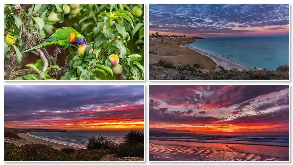A four-panel image collage featuring a colorful rainbow lorikeet eating fruit on a tree branch, followed by three stunning…