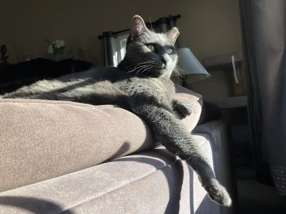 A gray cat with green eyes lounges on a beige couch, bathed in sunlight streaming through a window, looking relaxed and…
