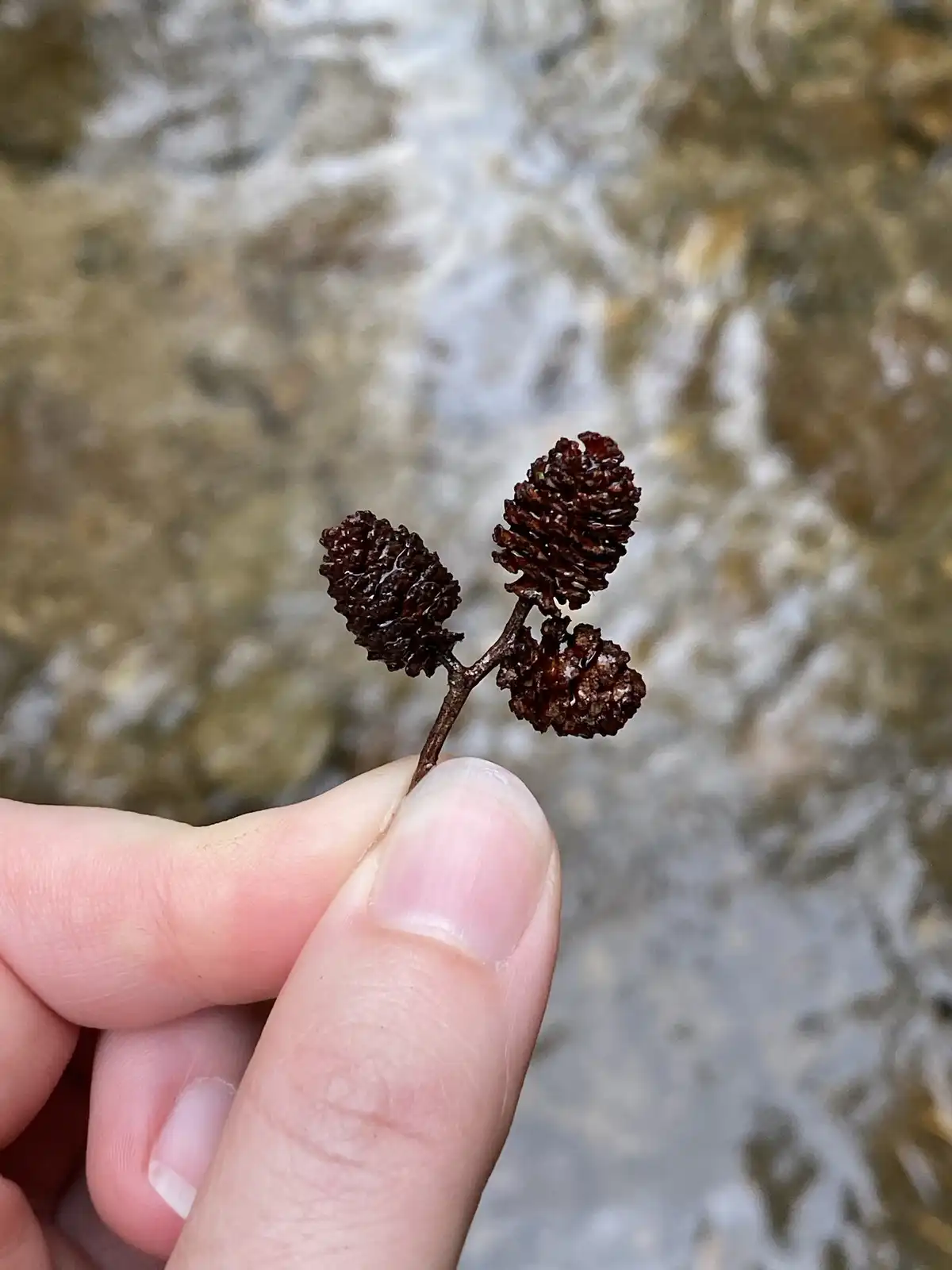 A close-up photo shows a person's thumb and forefinger holding a small twig with three brown, cone-like seed pods against a…