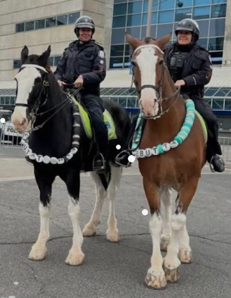 These Horses Are Total Swifties!
