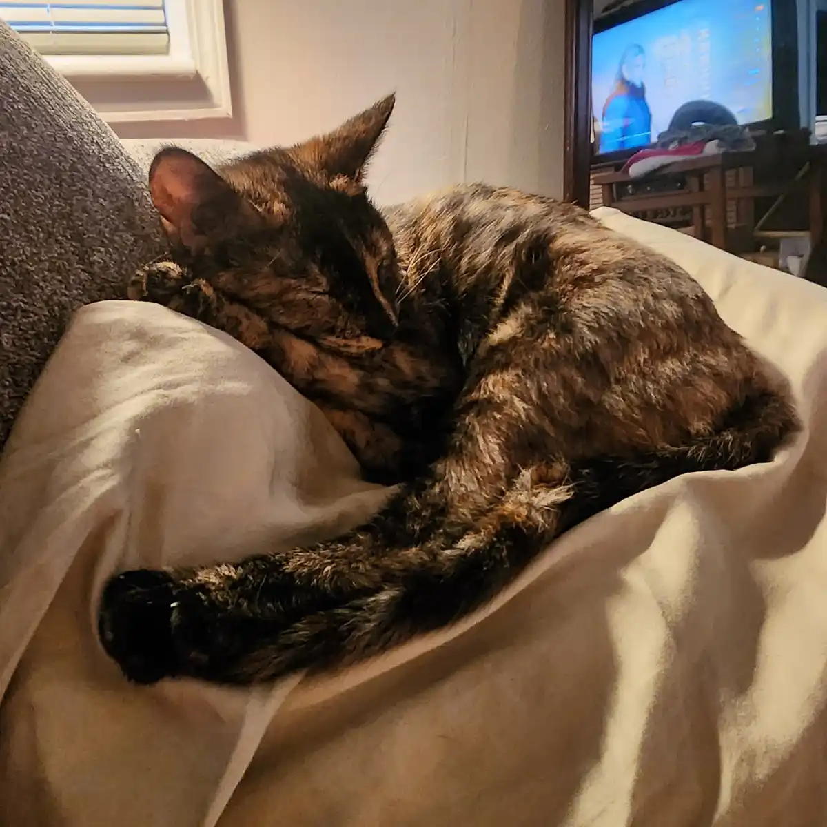 A tortoiseshell cat is curled up and sleeping soundly on a light-colored blanket draped over a couch, with a TV visible in…