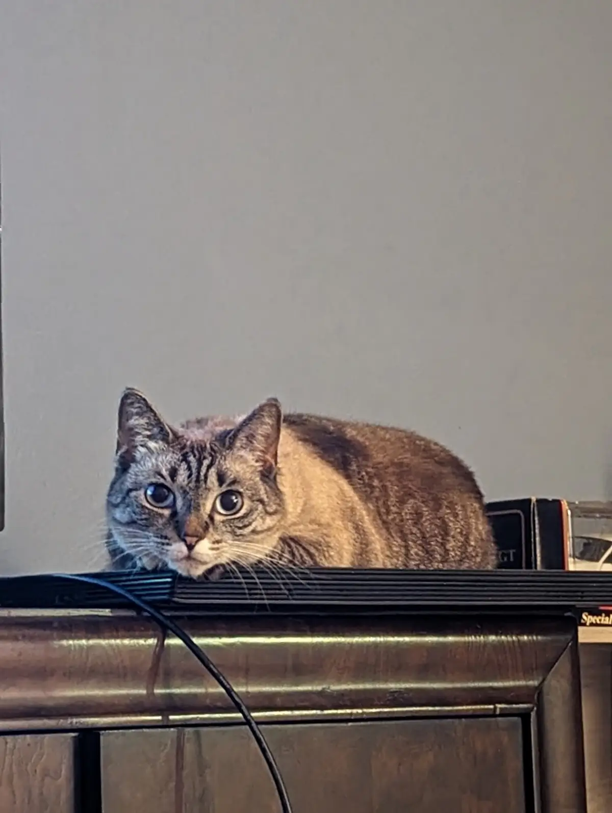 A tabby cat with wide, startled eyes peers over the top of a dark wooden cabinet or TV stand, its body partially obscured by…