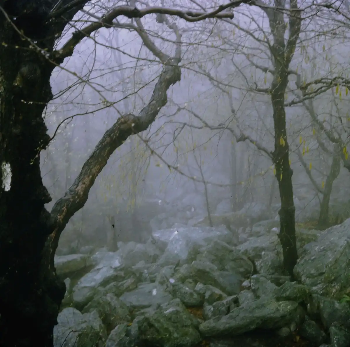 A misty, eerie forest scene with bare trees and rocky ground, overlaid with the text 'i'm not crying, you're crying'.
