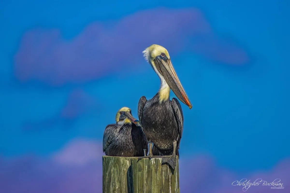 Pelicans: Nature's Majestic Flyers