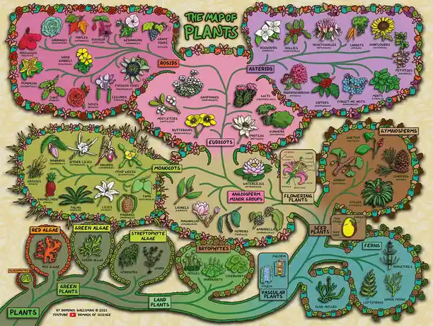 This colorful, illustrated diagram titled 'THE MAP OF PLANTS' visually organizes plant life into a branching evolutionary…