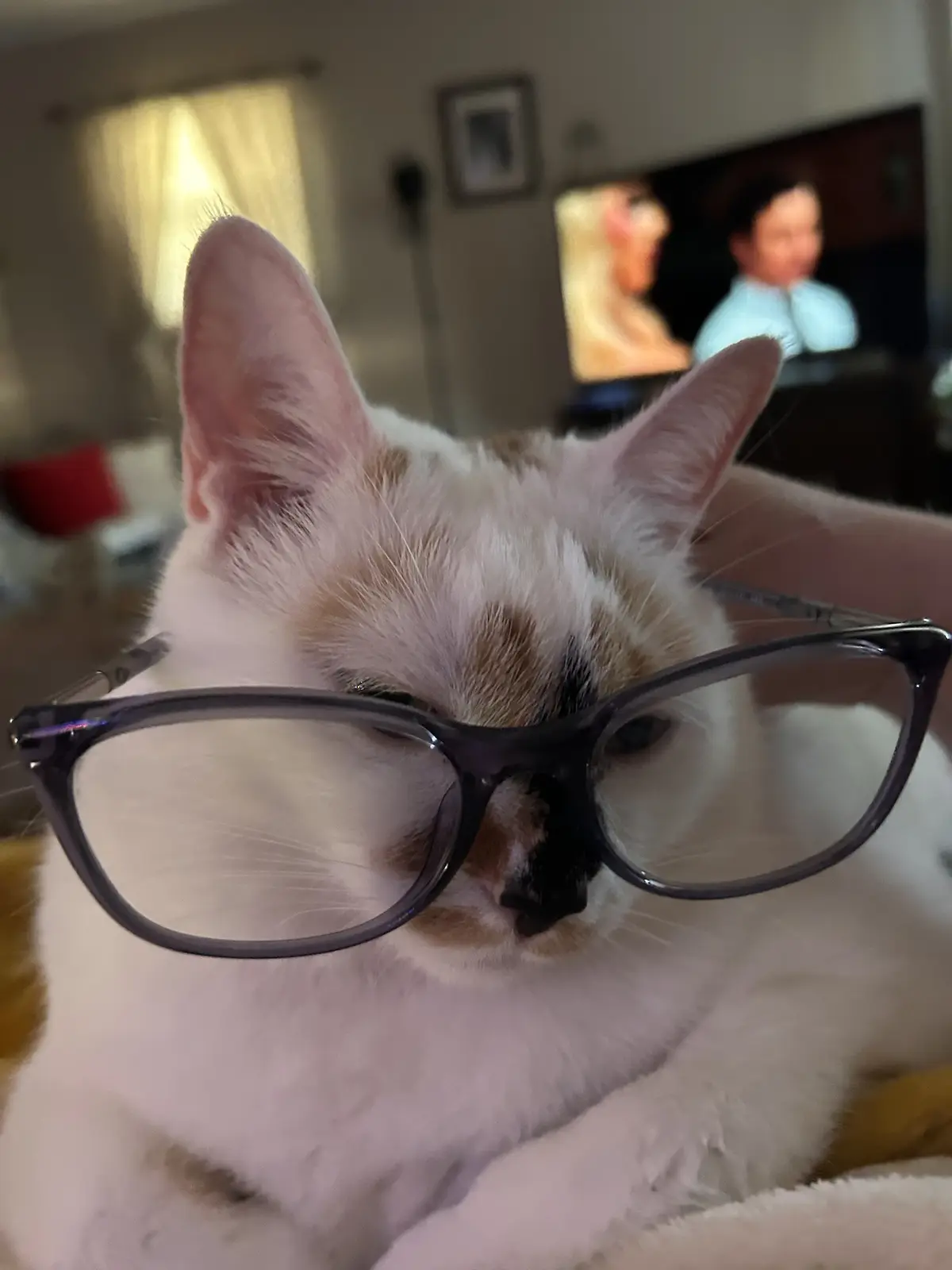 A close-up photo of a white cat with orange and black patches wearing large, dark-framed glasses, looking directly at the…