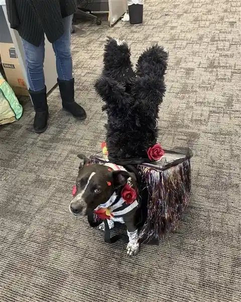 A black and white dog wearing a striped shirt and red roses sits on a carpeted floor, dressed in a costume with large black…