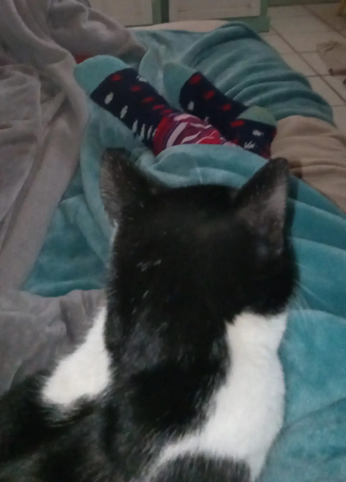 A black and white cat is lying on a teal blanket, looking up at a pair of colorful socks resting on the blanket. The socks…