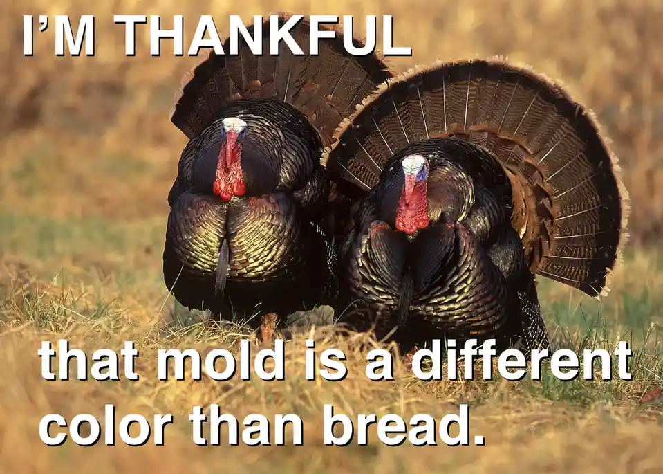 Two turkeys with fanned tails stand in a grassy field, overlaid with the text 'I'M THANKFUL that mold is a different color…