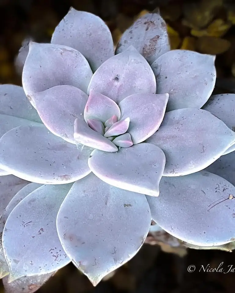 A close-up photo of a pale lavender succulent with thick, fleshy leaves arranged in a rosette pattern, showing subtle…