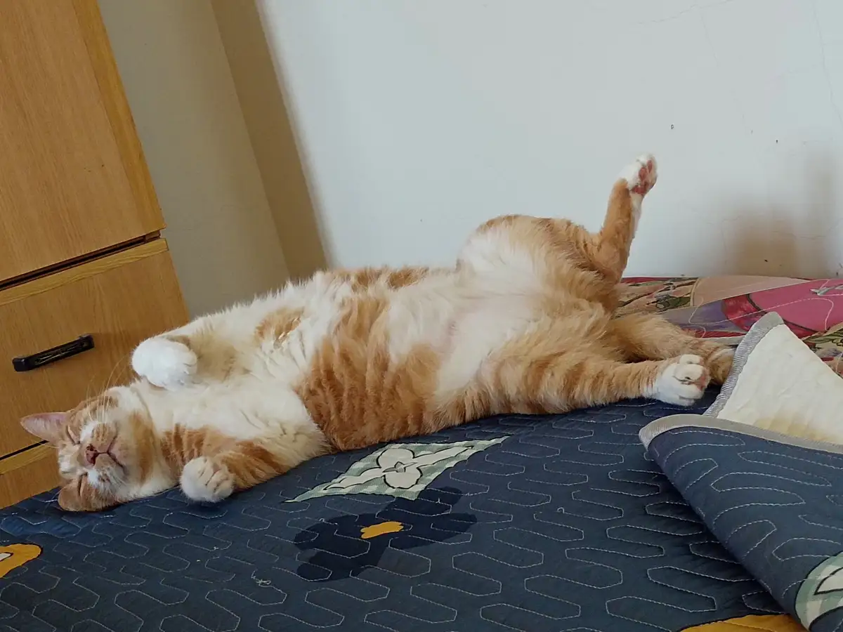 The Enigmatic Orange Cat