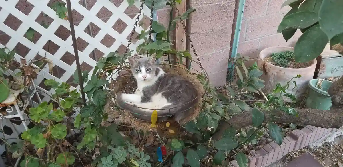 Meet Trixie, the Adorable Tripod