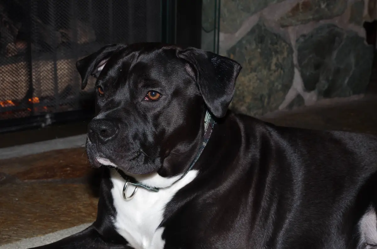 Meet Freddie: the star of the show!