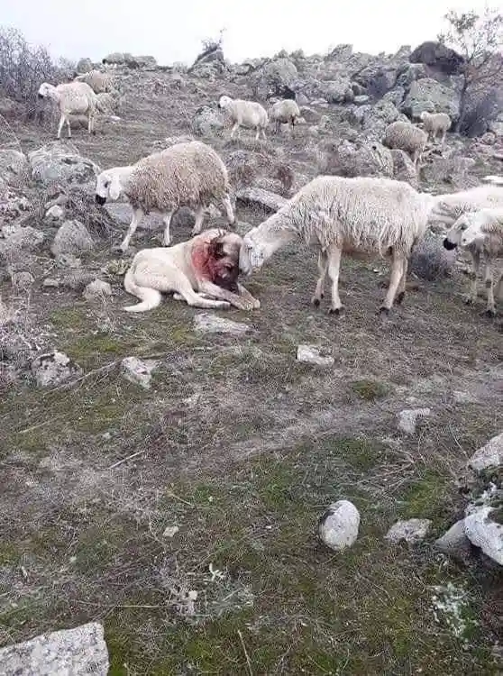 Sheep Expresses Heartfelt Thanks to the Heroic Dog for Saving Them from a Wolf Attack