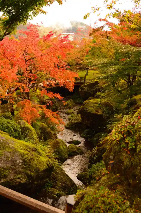 A serene Japanese garden scene in autumn, featuring a stream flowing between moss-covered rocks, surrounded by vibrant red…