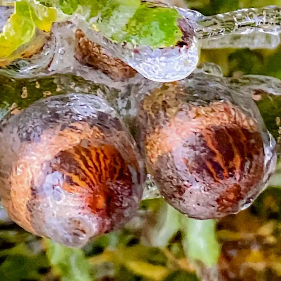 A close-up photo shows two round, reddish-brown berries or fruits encased in clear, textured ice, with green foliage visible…