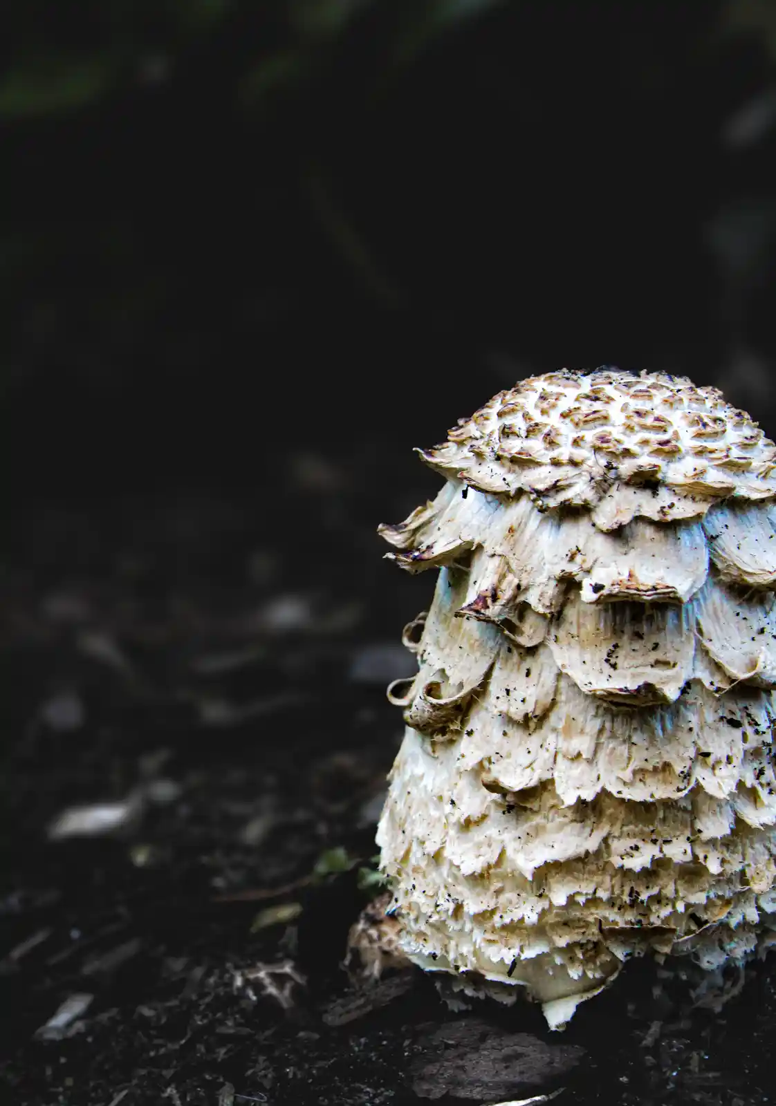 A close-up photograph of a textured, layered mushroom with a pale, scaly cap and stem, growing from dark soil against a…